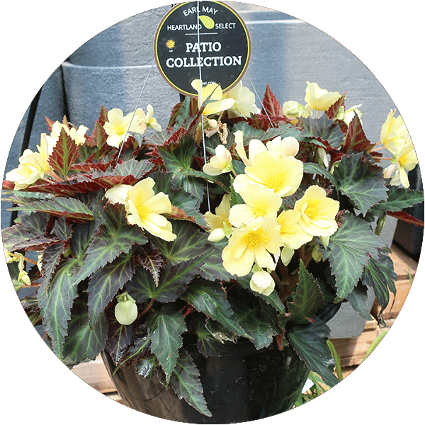 A basket of yellow begonia blooms with dark green leaves.